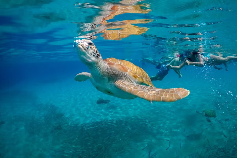 Explore the aquatic life of Sao Pedro and swim with giant turtles.